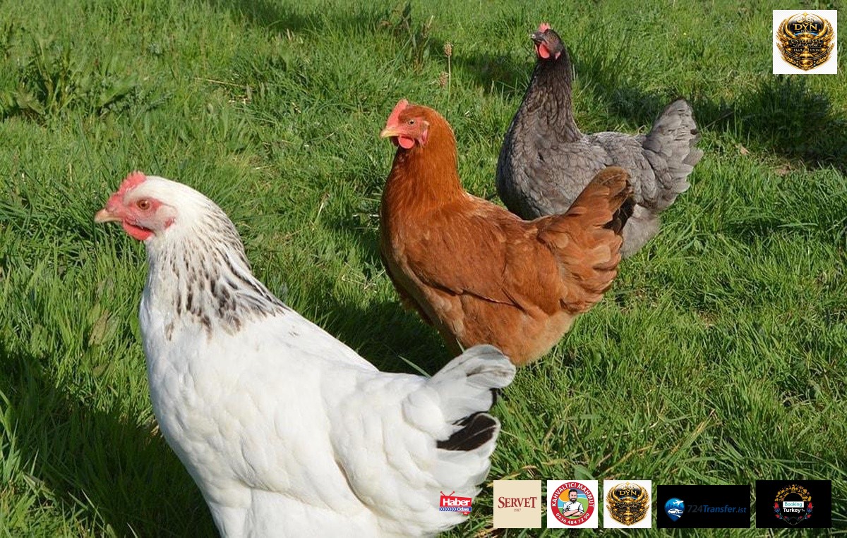 Rüyada tavuk görmek ne demek? Rüyada beyaz tavuk görmek ne anlama gelir? Rüyada tavuk saldırması neye delalettir? Rüyada… | Rüya Yorumu