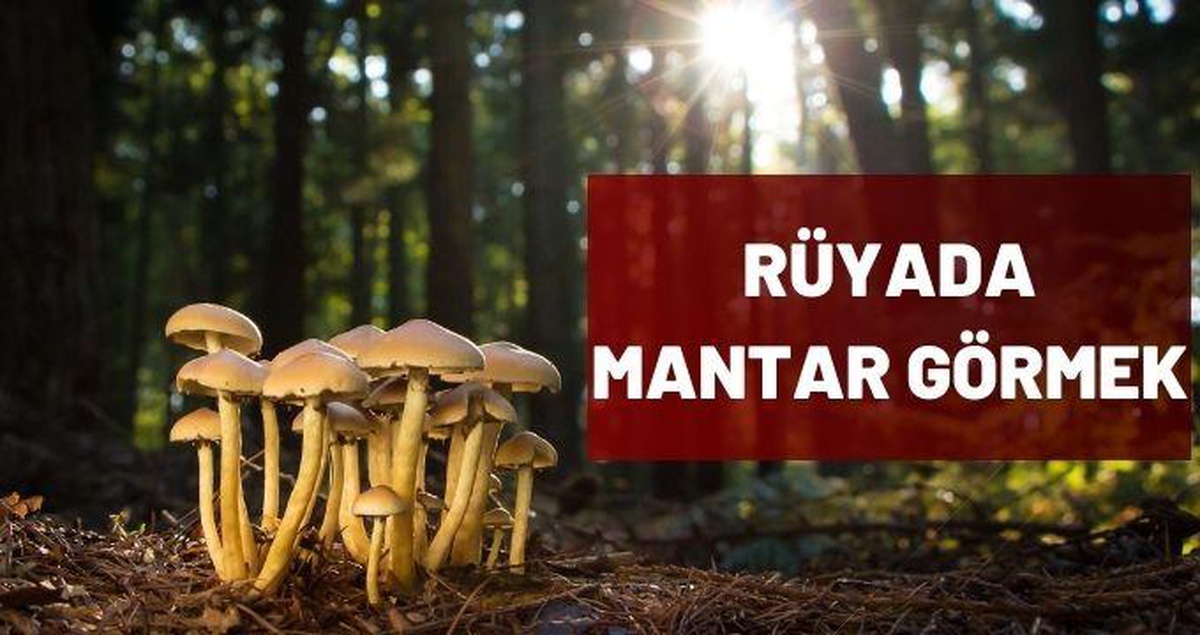 Rüyada mantar toplamak ne demek? Diyanet rüyada mantar yemek ne anlama gelir?