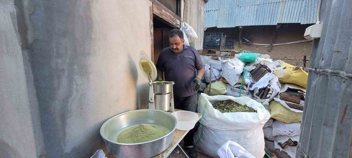 Erzincan Kemaliye'nin 120 bitkili Zetrin baharatında bağışıklık artırıcı sonuç tezde çıktı