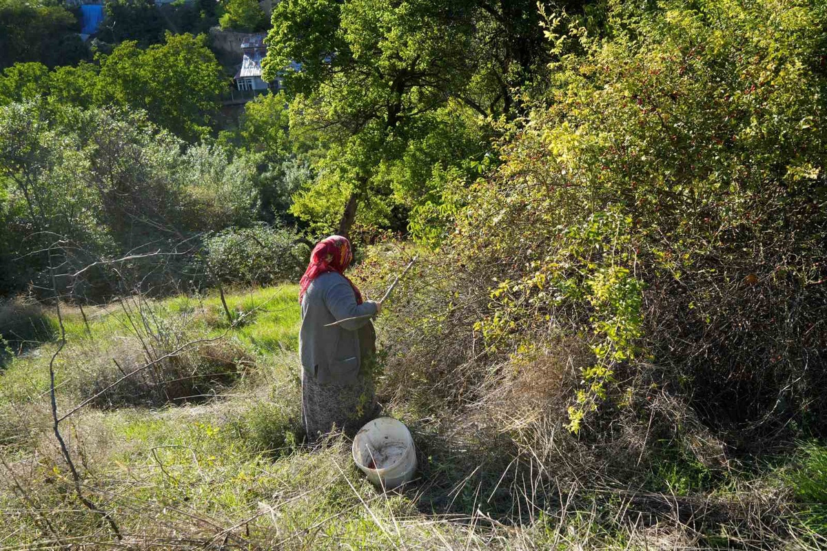 27 kuşburnu türünün 17'sine ev sahipliği yapan Gümüşhane'de hasat sürüyor