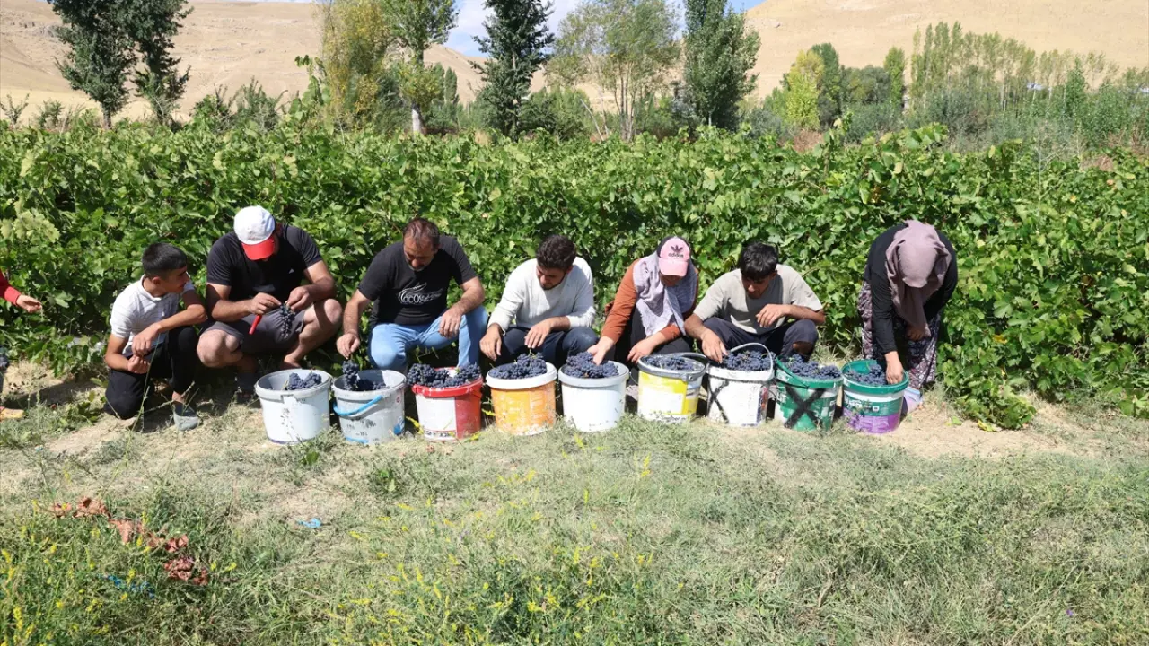 3 bin yıllık mirasta hasat heyecanı! Erciş karasında yüksek rekolte bekleniyor!