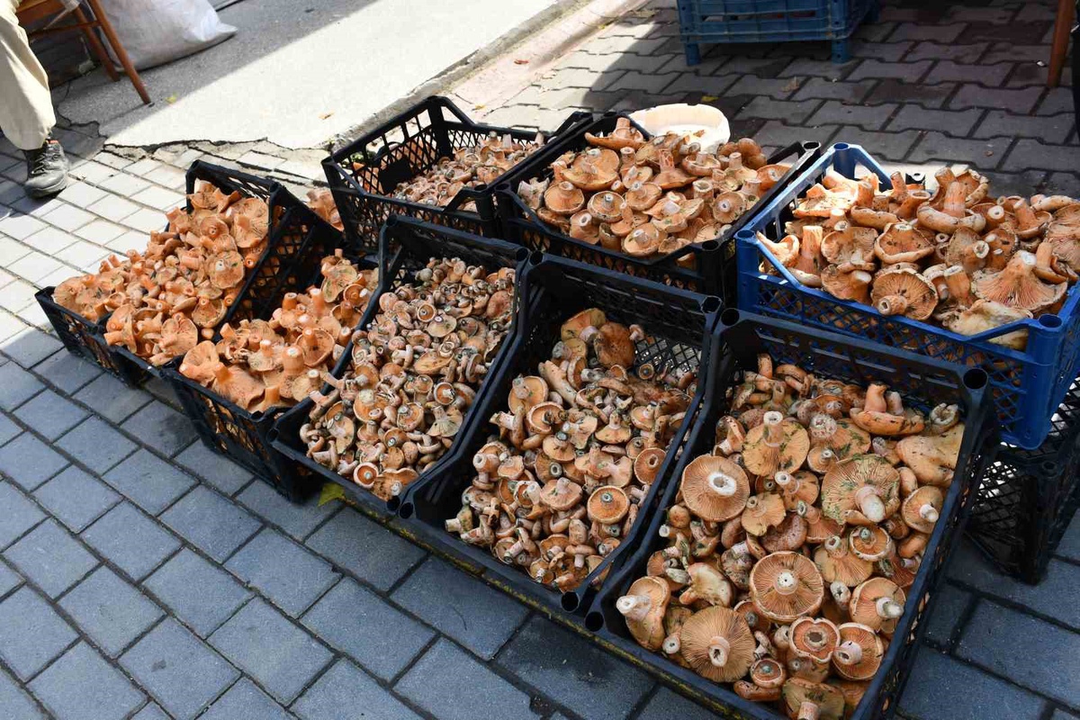 Samsun Vezirköprü'de kanlıca mantarı tezgahlarda kilogramı 200-350 TL'den satılıyor