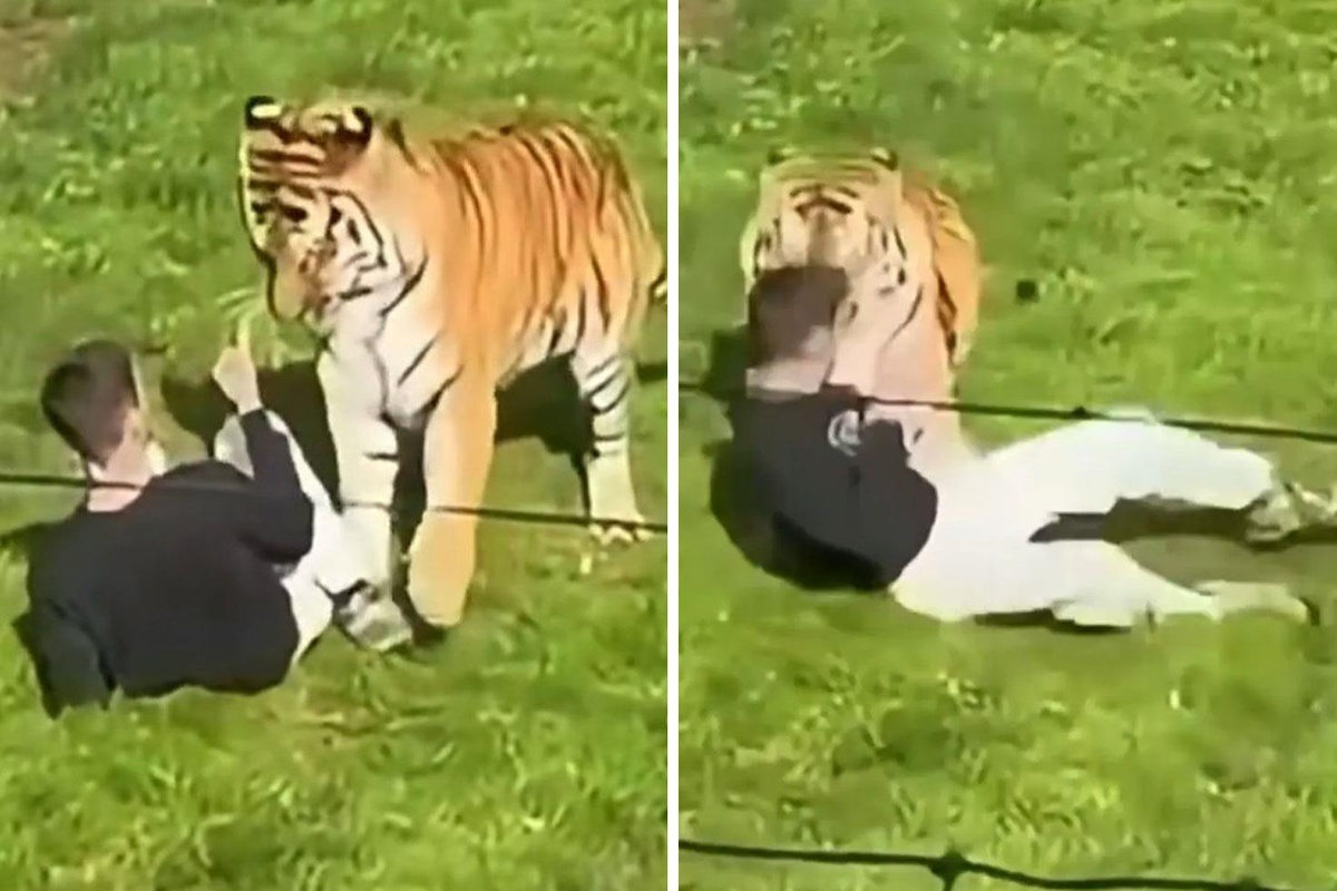 Hayvanat bahçesinde Bengal kaplanının bulunduğu alana girdi, hayatını kaybetti