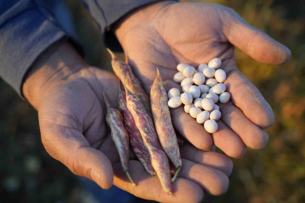 Kelkit şeker fasulyesi üretimi 12 bin dönüme ulaştı, Avrupa pazarı hedefleniyor