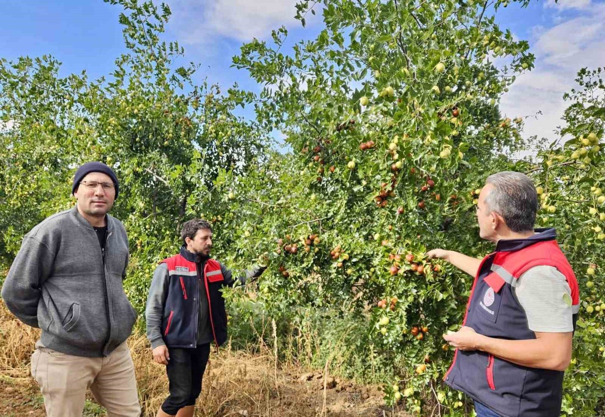 [BELEDIYE · Afyonkarahisar · Başmakçı] Başmakçı'da İlçe Tarım ve Orman Müdürlüğü hünnap bahçesini inceledi