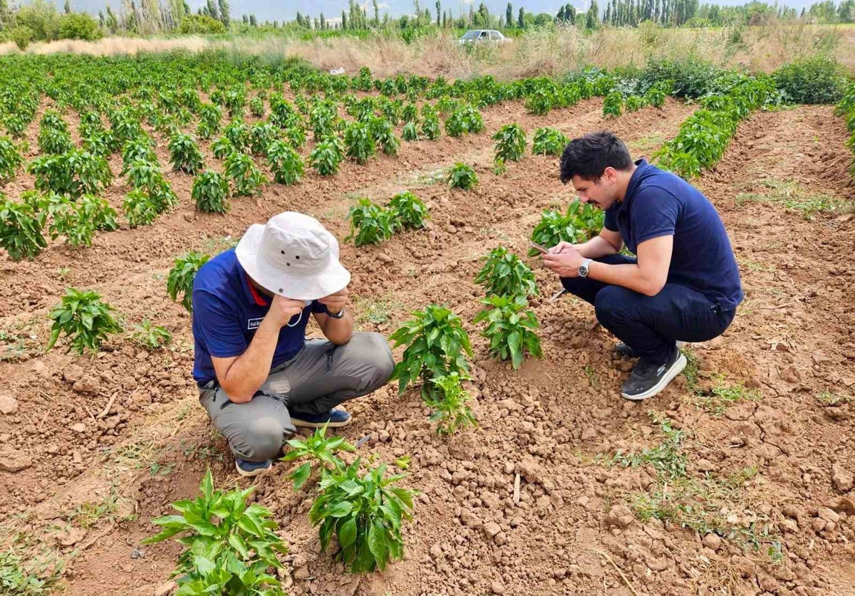 [BELEDIYE · Afyonkarahisar · Başmakçı] Başmakçı'da Sebze Üretim Alanlarında Hastalık ve Zararlı Kontrolleri Yapıldı