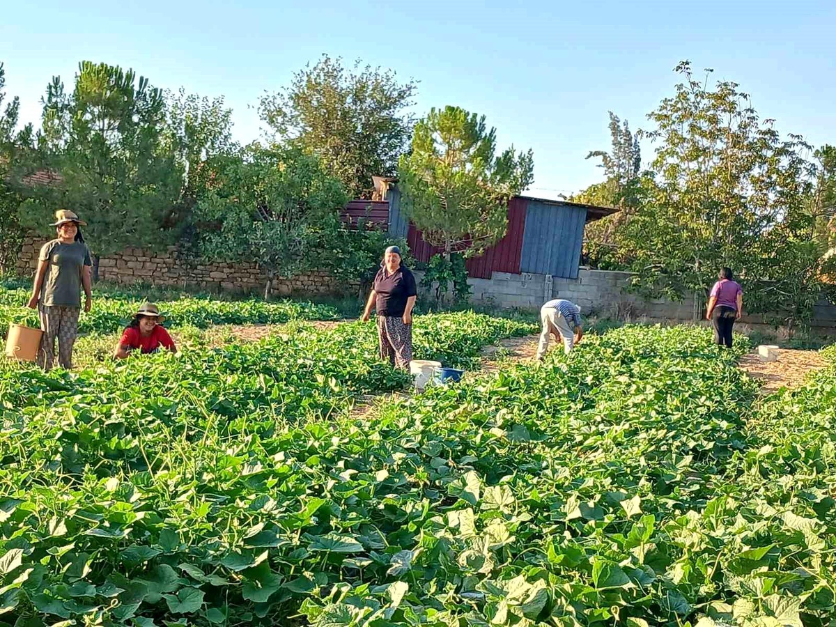 [BELEDIYE · Afyonkarahisar · Başmakçı] Afyonkarahisar'da Kornişon Salatalık Hasadı Başladı