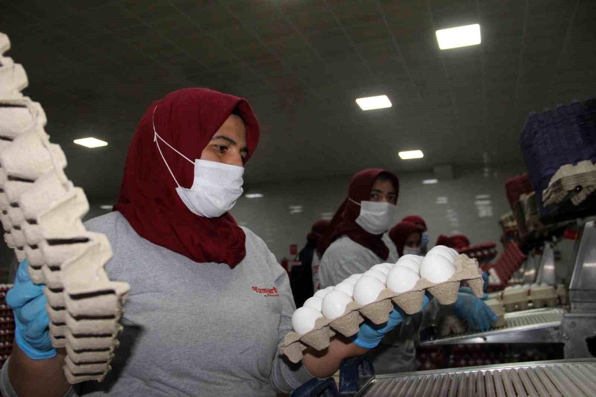 [BELEDIYE · Afyonkarahisar · Başmakçı] Afyonkarahisar'da Tavukçular Yumurta Fiyatlarındaki Artışı Aracılara Bağladı
