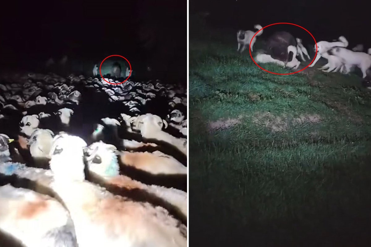 [YEREL / KAMU · Afyonkarahisar · Çobanlar] Korku filmini andıran görüntü! Aniden ortaya çıktı, köpekler çaresiz kaldı