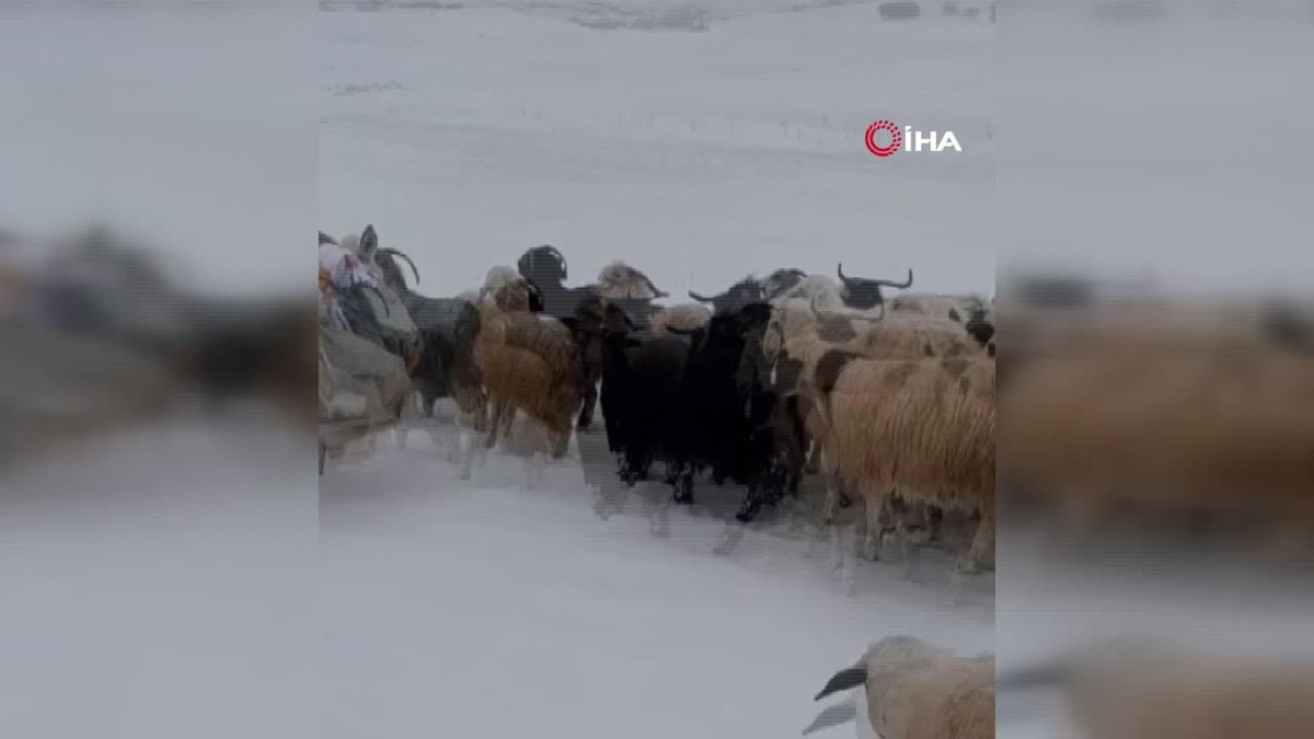 [YEREL / KAMU · Afyonkarahisar · Çobanlar] Tunceli'de Koyun Sürüleri Kar ve Tipiyle Mücadele Ediyor