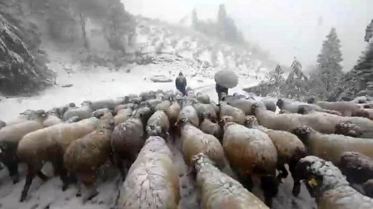 [YEREL / KAMU · Afyonkarahisar · Çobanlar] Doğu Karadeniz'de Çobanlar Kış Hazırlığı İçin Yaylalardan Mezralara İndi