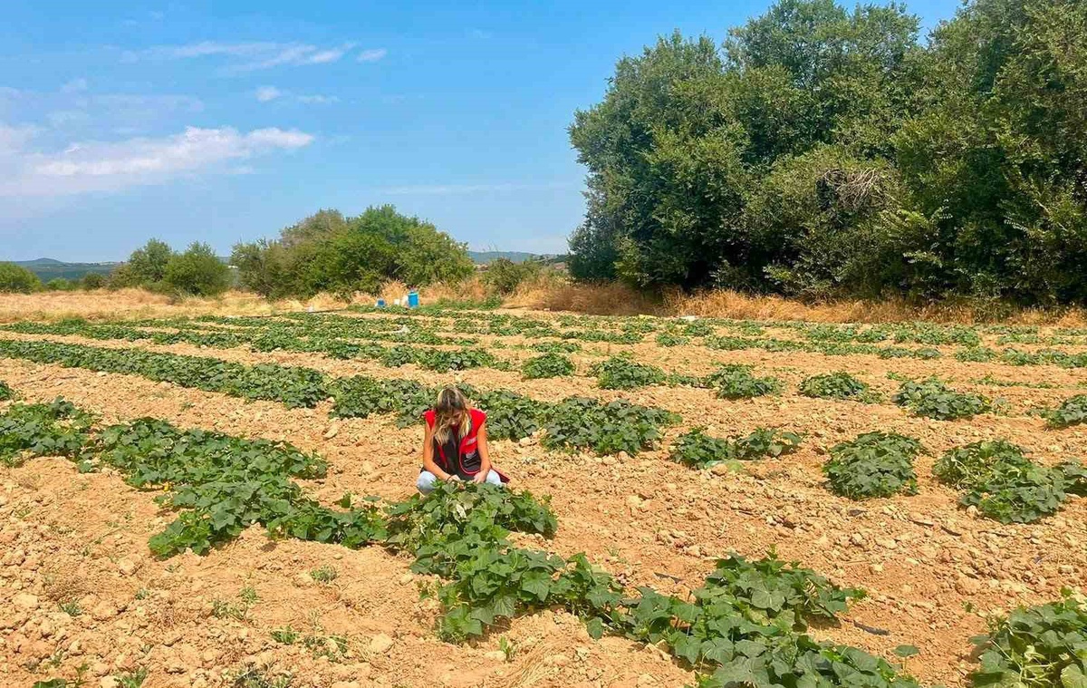 [YEREL / KAMU · Afyonkarahisar · Dazkırı] Dazkırı'da Alternatif Ürünler İçin Saha Çalışması