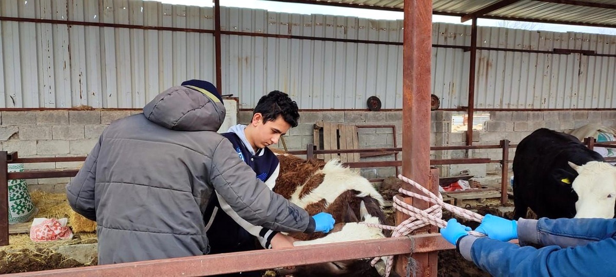 [YEREL / KAMU · Afyonkarahisar · Dazkırı] Afyonkarahisar'da Büyükbaş Hayvanlara Aşılama Başladı