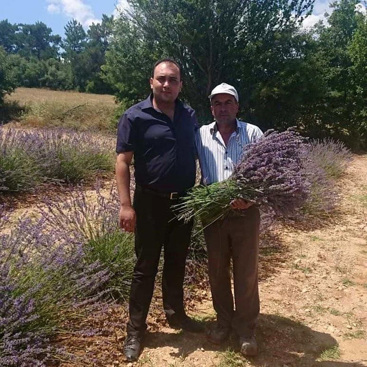 [YEREL / KAMU · Afyonkarahisar · Dazkırı] Afyonkarahisar Dazkırı ilçesinde 2 ton 900 kilogram lavanta yağı elde edildi