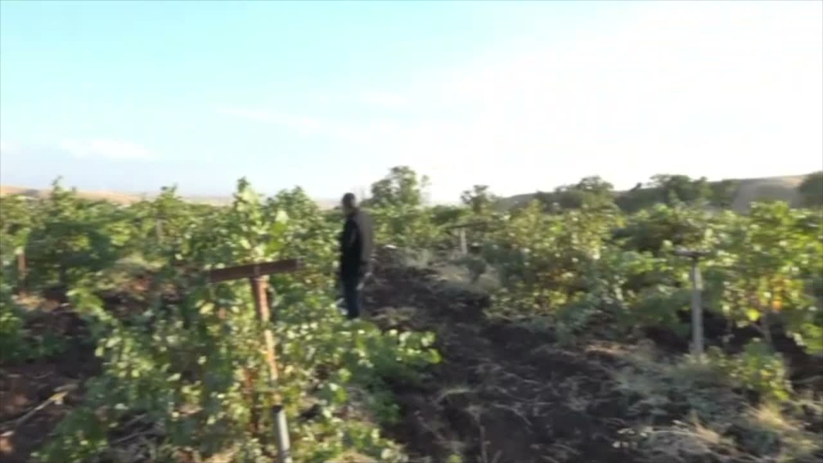 Diyarbakır'ın Silvan ilçesinde bağ bozumu başladı, pestil ve pekmez üretiliyor