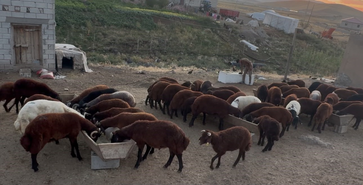 [YEREL / KAMU · Ağrı · Patnos] Ağrı’da besicilerde sonbahar hareketliliği