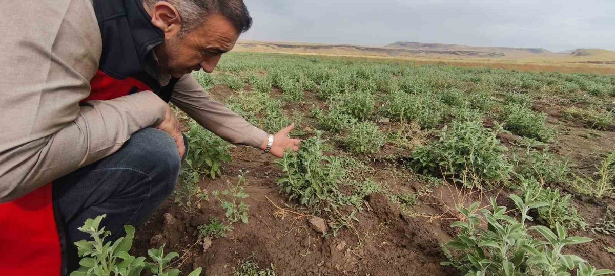 [YEREL / KAMU · Ağrı · Patnos] Patnos'ta Emekli Müteahhit Ada Çayı ile Alternatif Tarımda İddialı