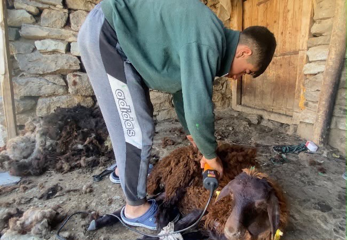 [YEREL / KAMU · Ağrı · Patnos] Patnos'ta Koyun Kırkım Mesaisi Başladı