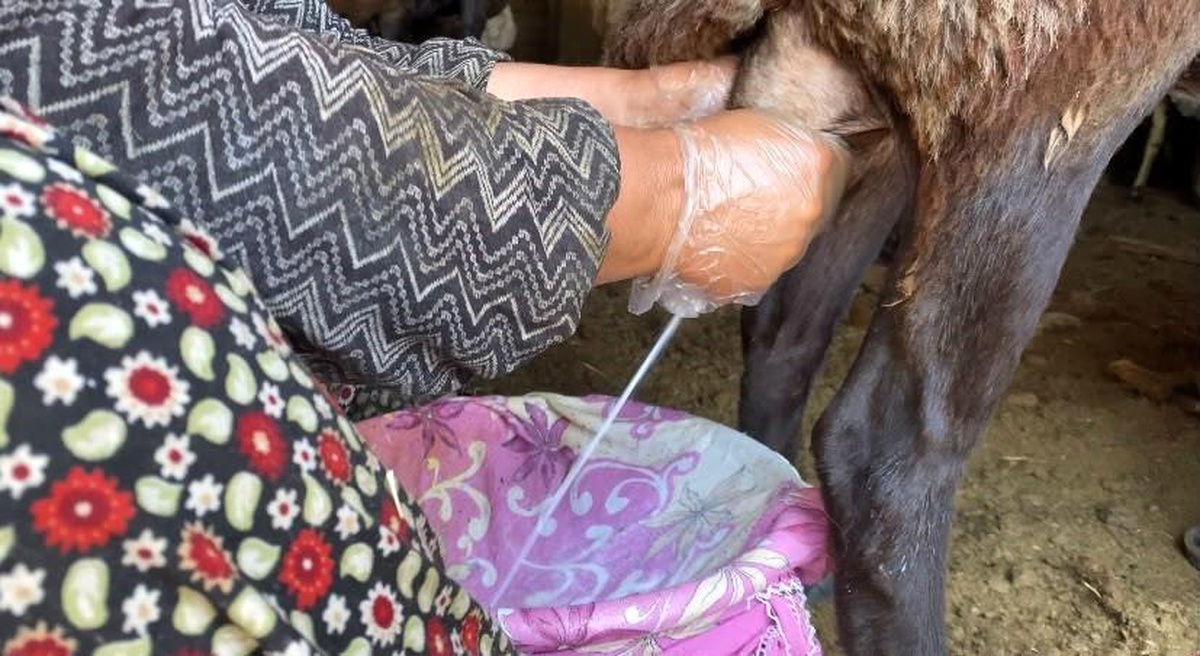 [BELEDIYE · Ağrı · Patnos] Ağrı'da koyun sütü ekonomiye kazandırılıyor
