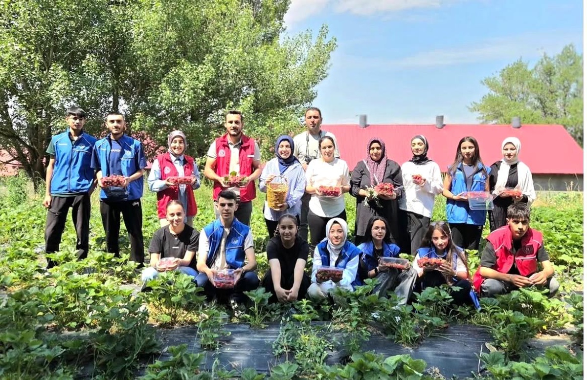 [BELEDIYE · Ağrı · Tutak] Ağrılı gönüllü gençlerden çilek hasadına destek