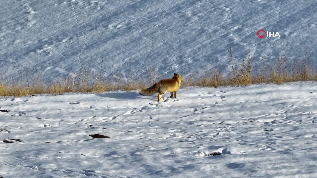 [BELEDIYE · Ağrı · Tutak] Dondurucu Soğuklar Yaban Hayatını Zorluyor: Kızıl Tilki Görüntülendi