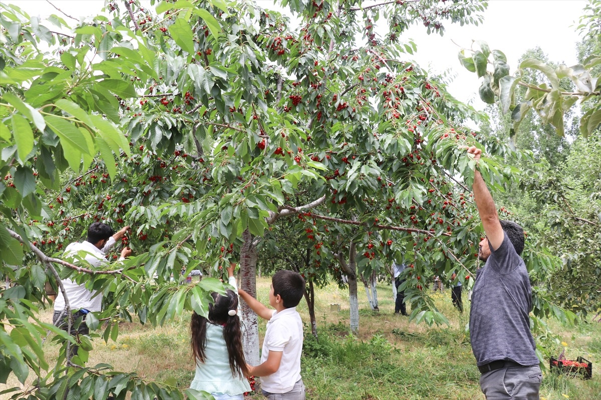 [BELEDIYE · Ağrı · Tutak] Ağrı'da Meyve Bahçesi Kurarak Kazanç Sağlayan Çiftçi