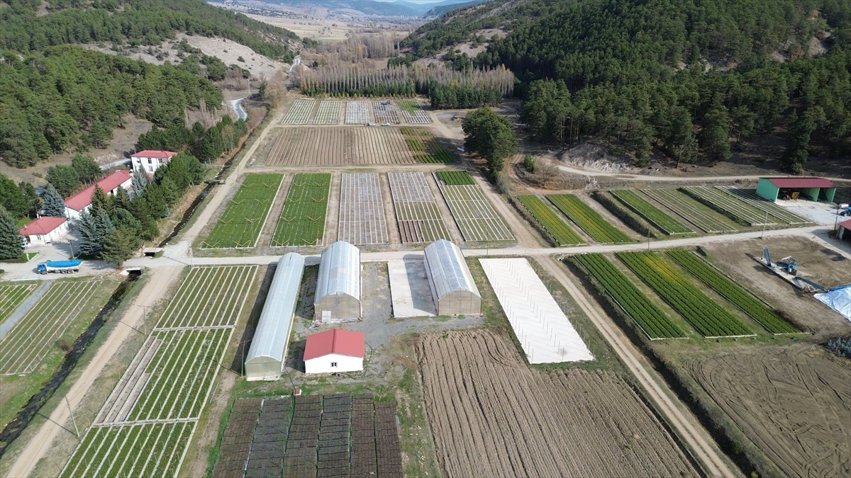 [BELEDIYE · Yozgat · Akdağmadeni] Yozgat'ta Fidanlık Çalışmaları: 'Yeşil Vatan' İçin Seferberlik