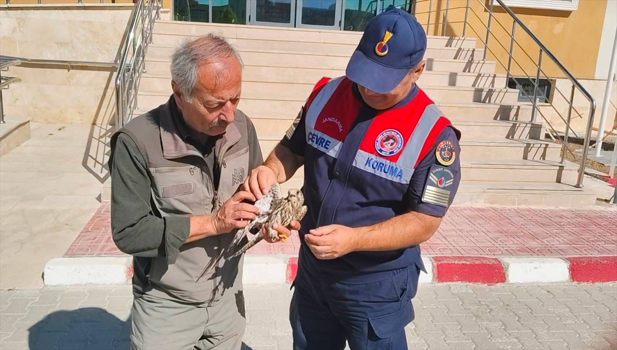 [BELEDIYE · Yozgat · Akdağmadeni] Yozgat'ta Yaralı Çakır Kuşu Tedavi Altına Alındı