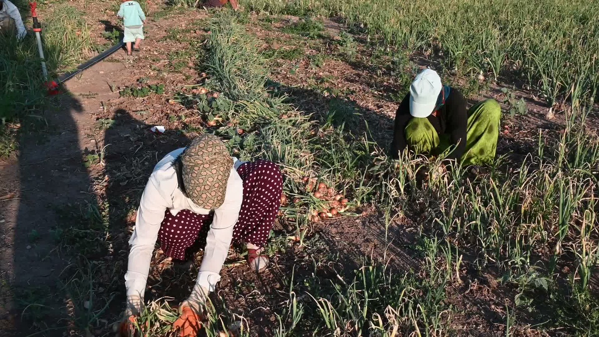 [BELEDIYE · Yozgat · Aydıncık] Yozgat Aydıncık'ta pembe kök hastalığına karşı mikrobiyal uygulama olumlu sonuç verdi
