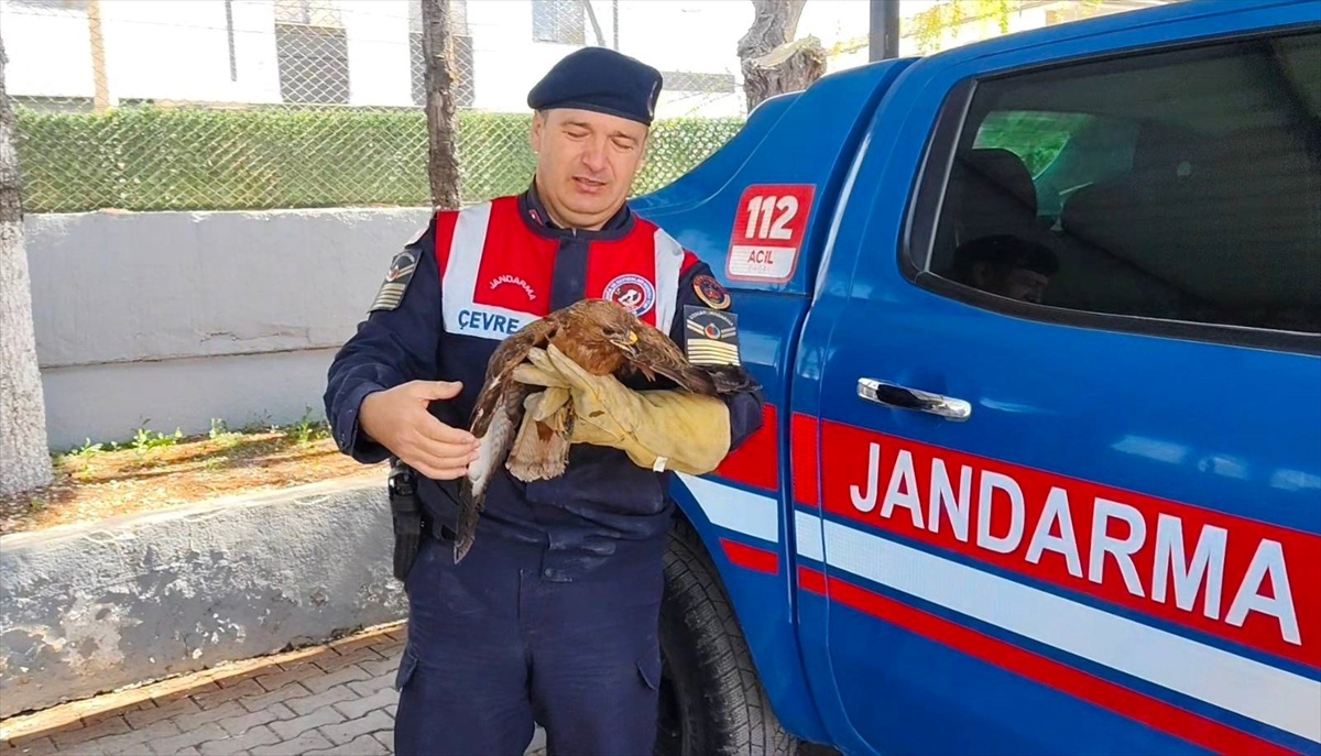 [BELEDIYE · Yozgat · Boğazlıyan] Yozgat'ta yaralı bulunan kızıl şahin tedaviye alındı