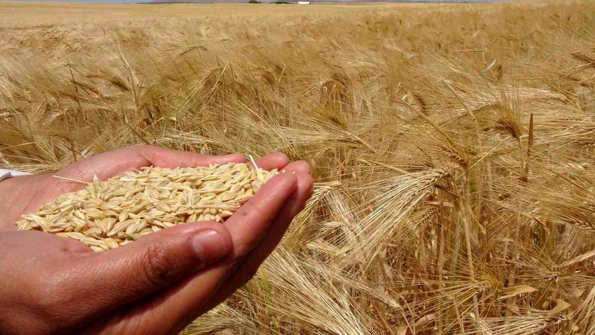 [YEREL / KAMU · Yozgat · Boğazlıyan] Yozgat'ta arpa hasadı başladı