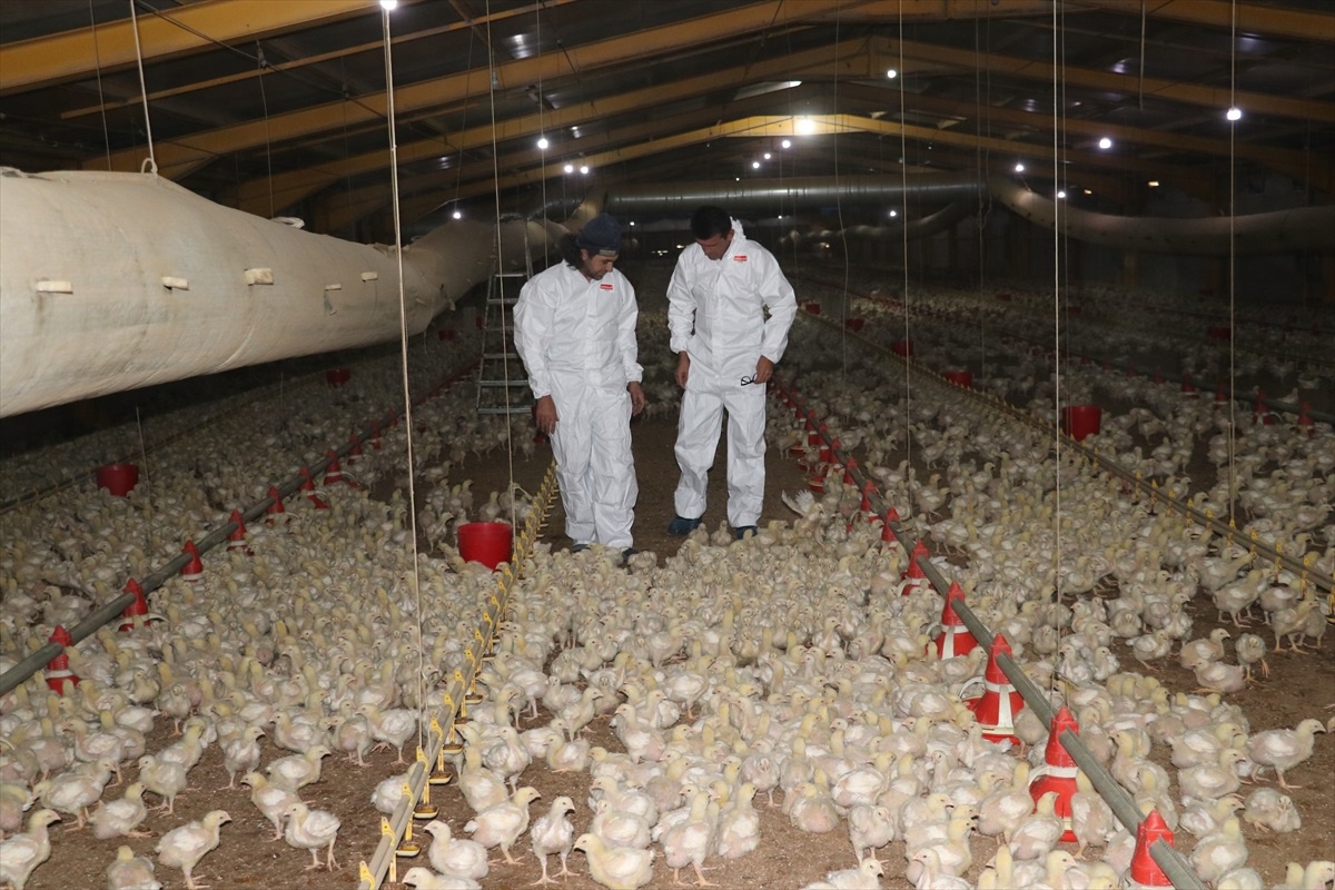 [YEREL / KAMU · Yozgat · Çandır] Yozgat'ta TKDK desteğiyle kurulan çiftlikte üretilen tavuklar devlet kurumlarına satılıyor