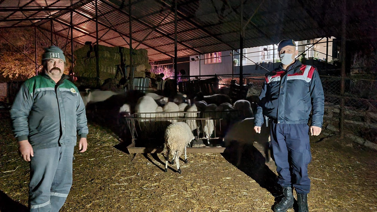 [YEREL / KAMU · Yozgat · Çandır] Antalya'da kaybolan 18 küçükbaş hayvan jandarma ekiplerince bulundu