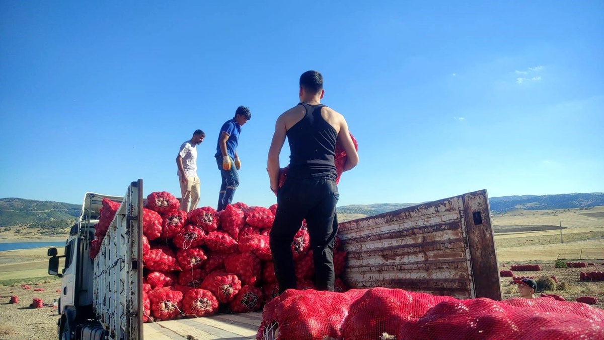 [YEREL / KAMU · Yozgat · Çekerek] Yozgat'ta Soğan Hasadı İmece Usulüyle Yapılıyor