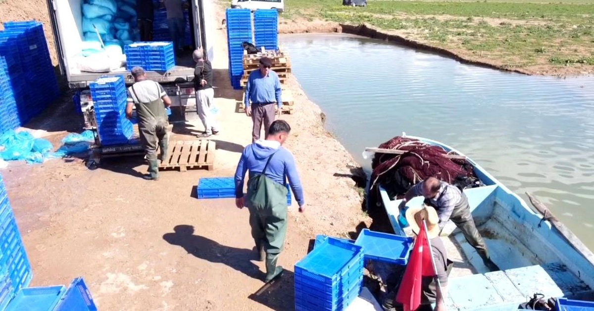 [YEREL / KAMU · Yozgat · Çekerek] Çekerek Barajı'ndan Avrupa'ya Gümüş Balık İhracı