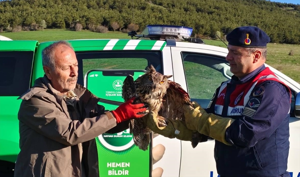 [YEREL / KAMU · Yozgat · Çekerek] Yozgat'ta Yaralı Puhu Dikenli Tellere Takıldı