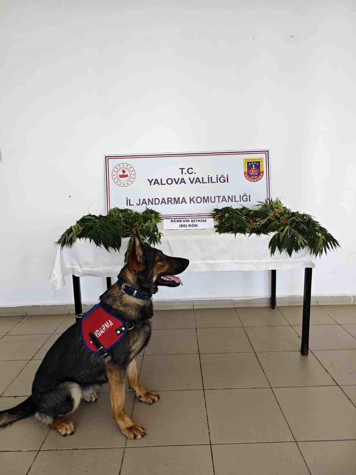 [YEREL / KAMU · Yalova · Armutlu] Yalova'da Yasa Dışı Kenevir Ekimi Yapan Zanlı Tutuklandı