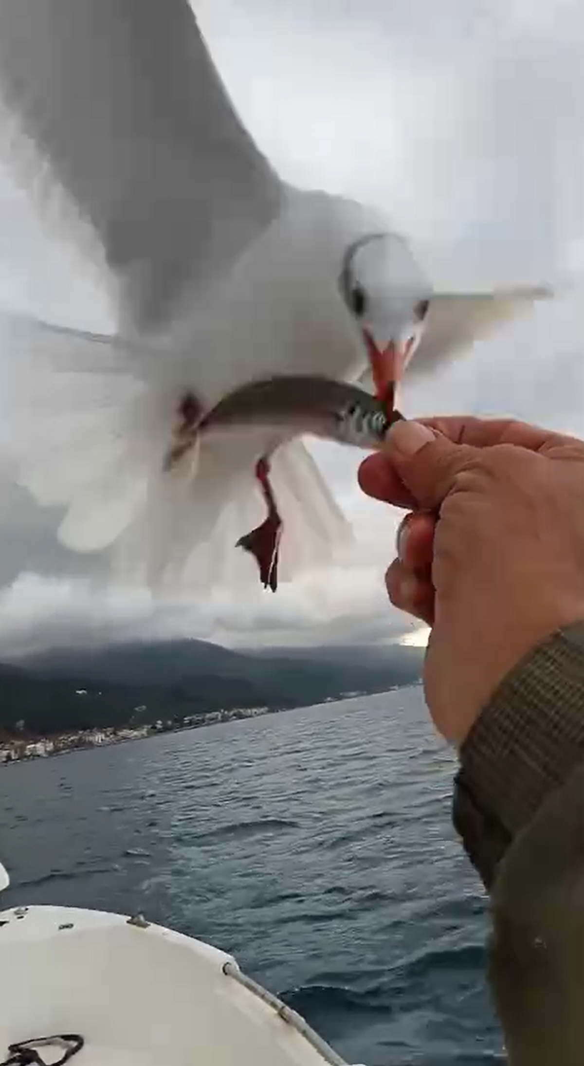 [YEREL / KAMU · Yalova · Çınarcık] Martılarla balıkçı arasındaki dostluk kamerada