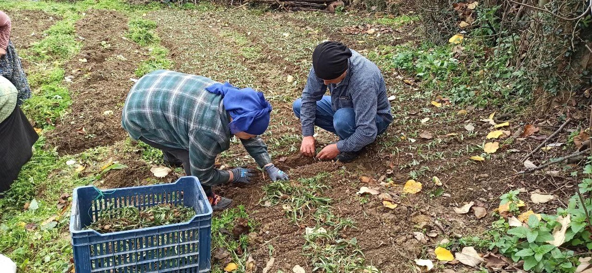 [YEREL / KAMU · Zonguldak · Devrek] Devrek'te salep fidelerinin dikimine başlandı