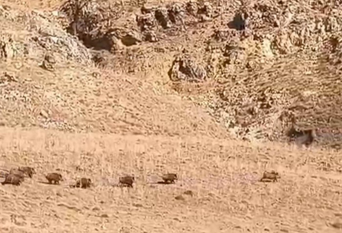 [BELEDIYE · Van] Van Özalp'te yaban domuzu sürüsü, koyun otlatan vatandaşların karşısına çıktı