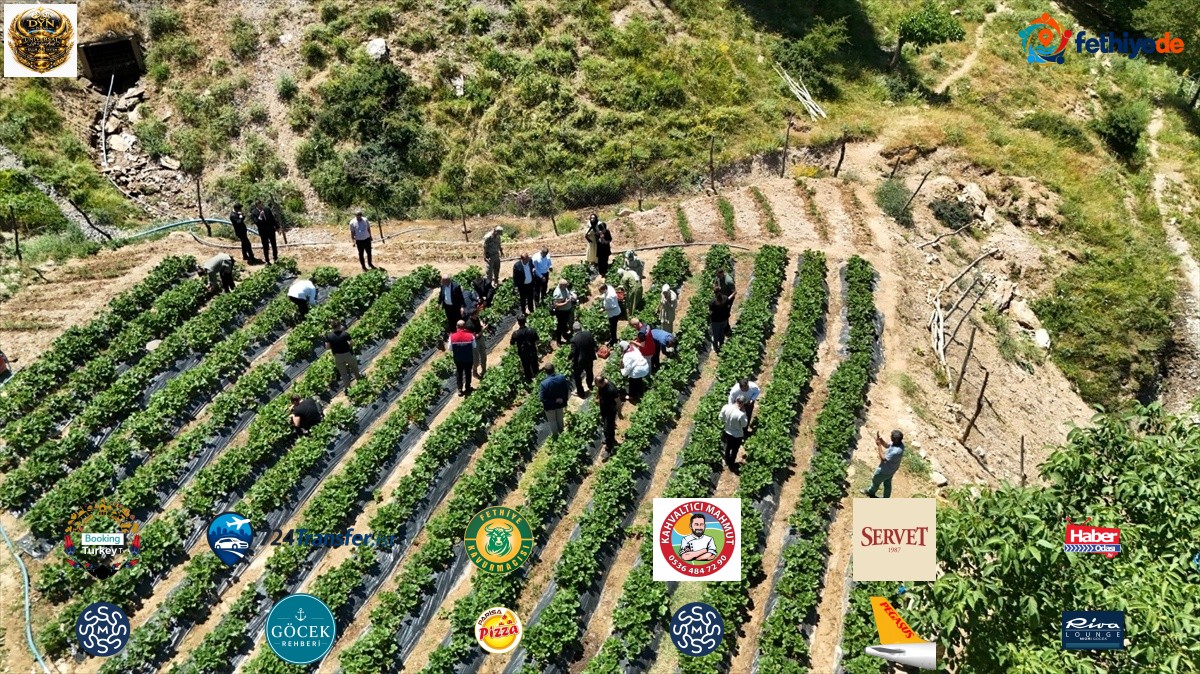 [YEREL / KAMU · Siirt · Şirvan] Siirt'te çilek hasadı yapıldı