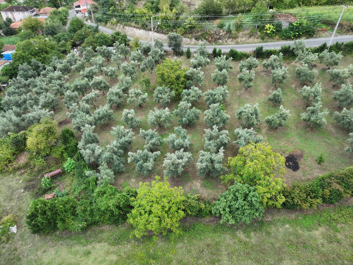[BELEDIYE · Samsun · Alaçam] Samsun Alaçam'da kız kardeşler babalarının 90 zeytin ağacını üretime kazandırdı