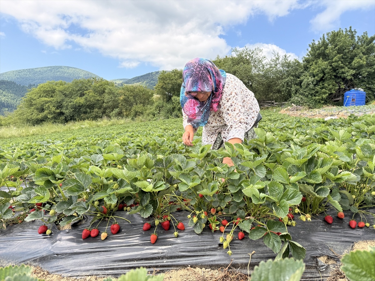 [BELEDIYE · Samsun · Alaçam] Samsun'da bin rakımlı yaylada çilek hasadı başladı