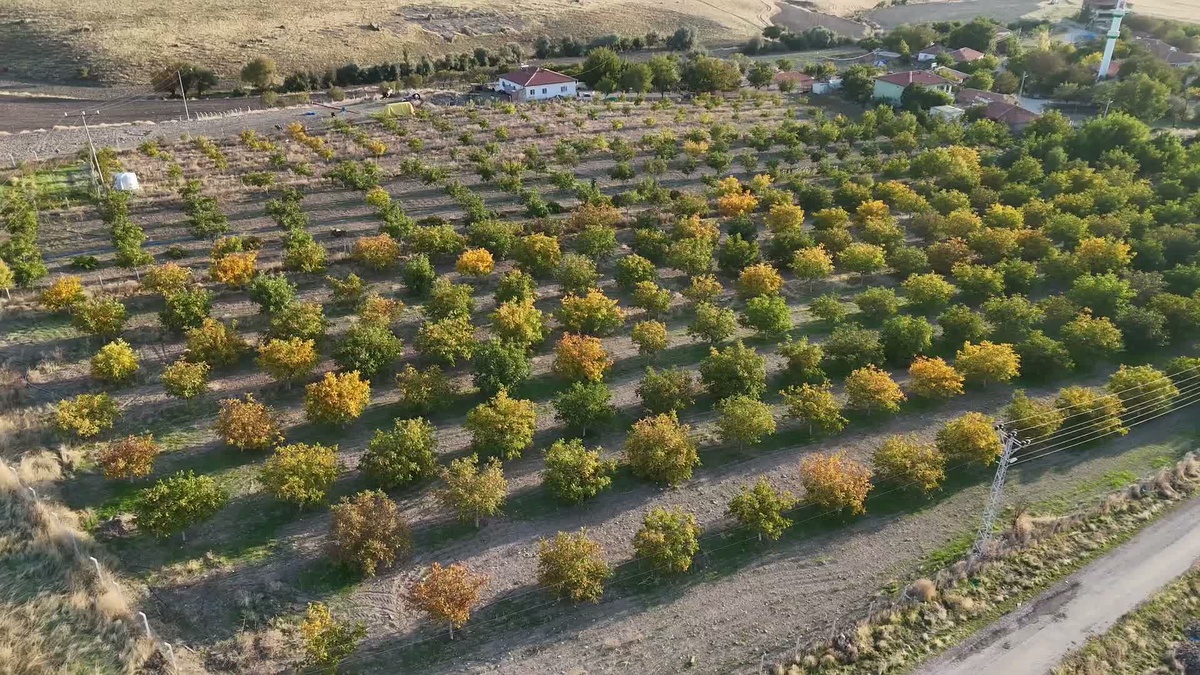 Yozgat'ta ceviz hasadı başladı, üretici fiyatların geçen yılla aynı olduğunu söyledi