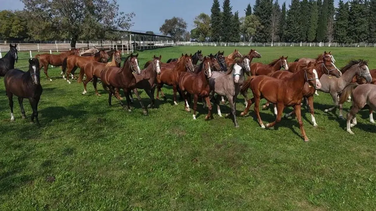 Bursa'da yetiştirilmişti: 12 milyon liraya satıldı!