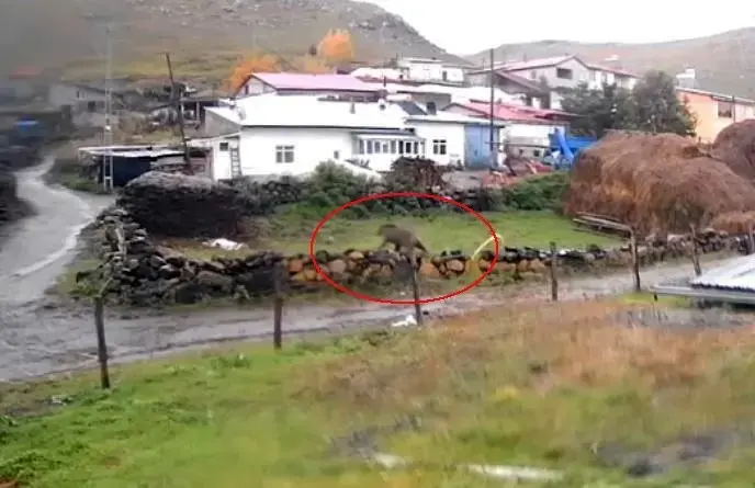 Korku dolu anlar: Gündüz vakti köye indi! Dev bozayı sokaklarda böyle dolaştı