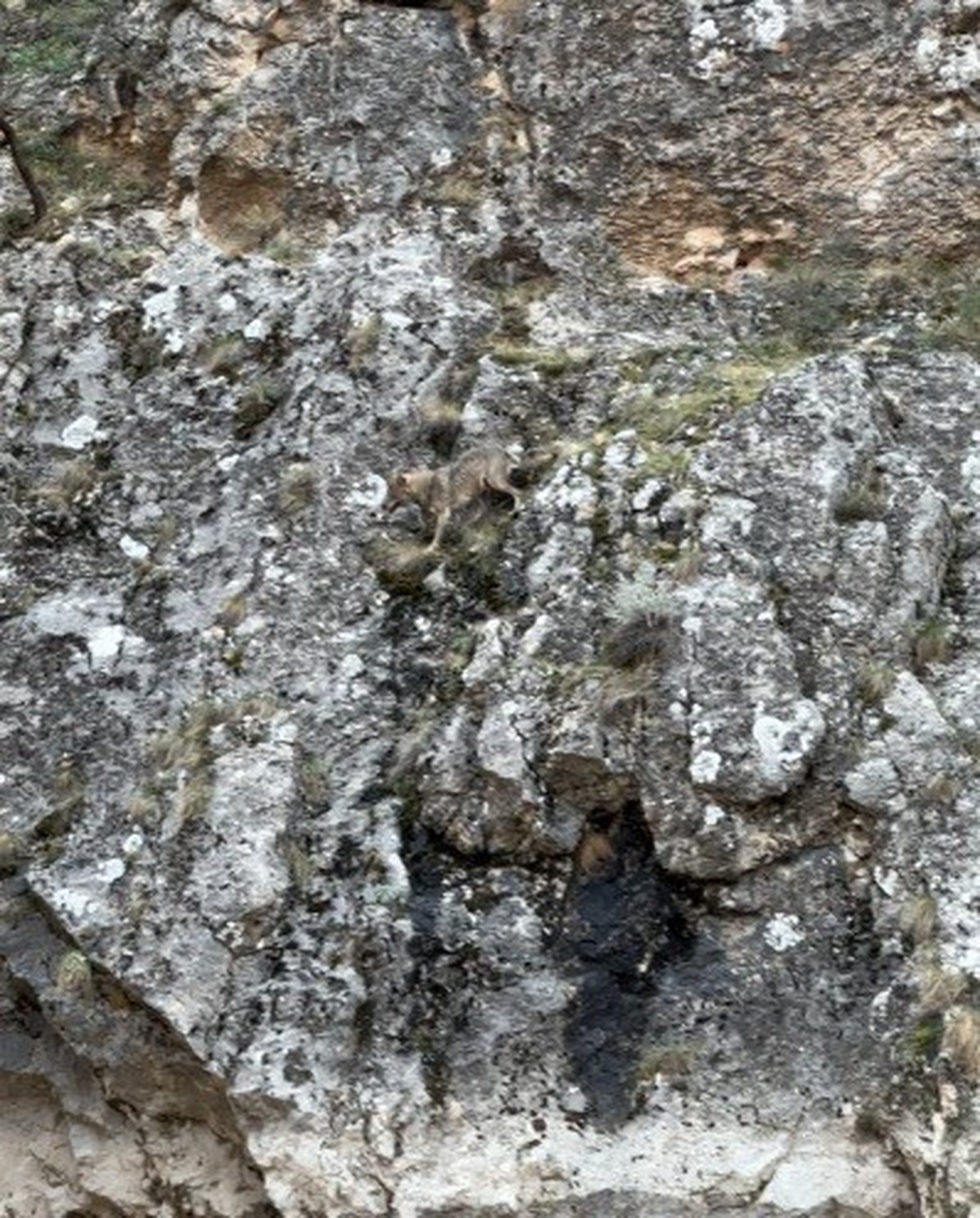 Erzincan İliç'te 3 kurdun yaban keçisi kovalamacası kameraya yansıdı