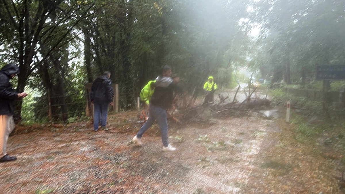 Bartın'da fırtınada devrilen 10'dan fazla ağaç temizlendi, yol tek şeritle açıldı