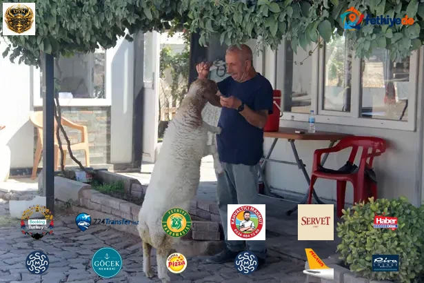 9 aylık kuzu, sahibinin yanından ayrılmıyor! Şanlıurfa'da sıra dışı dostluk