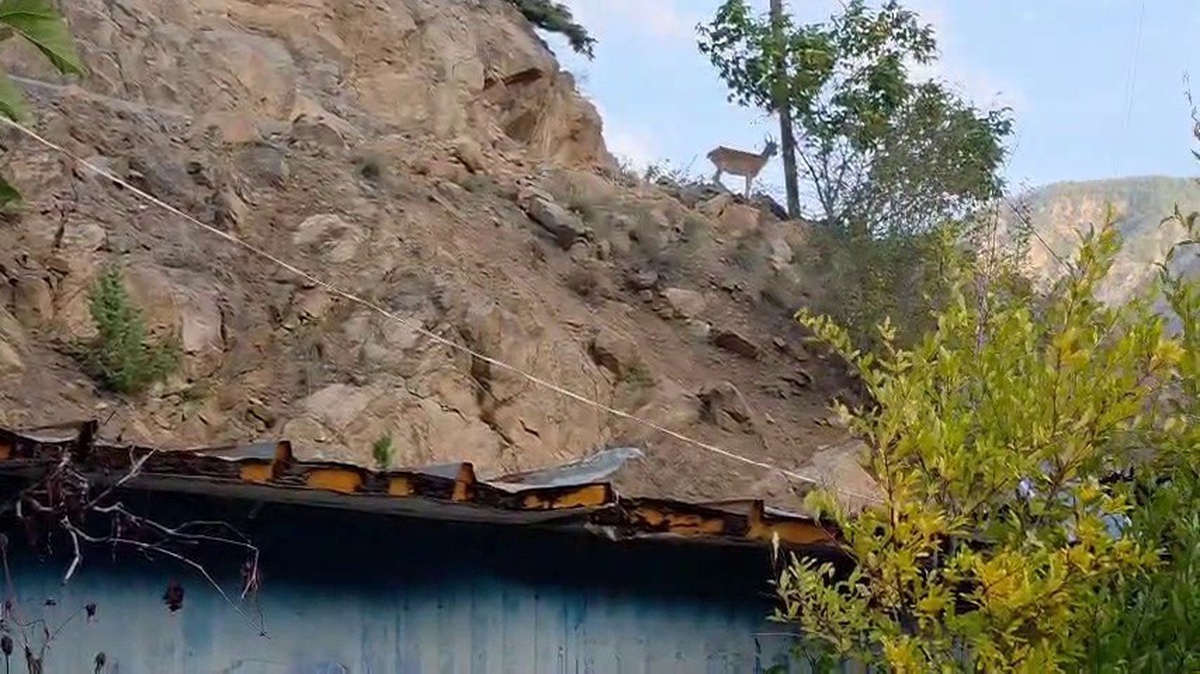 Erzurum İspir'de Melek Erdoğan, çatısına gelen dağ keçilerini elleriyle besliyor